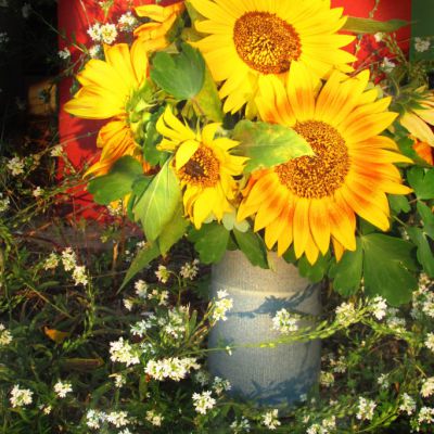 Sonnenblumen